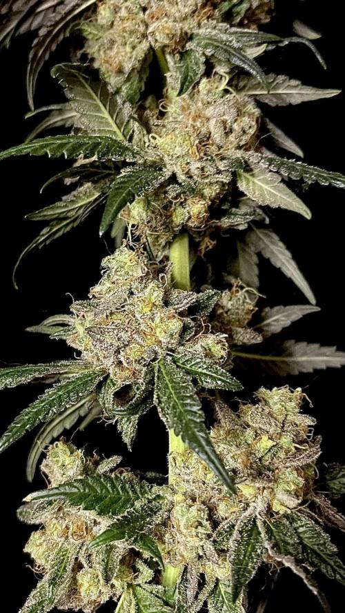 Runts & Polar Gelato. Week 16