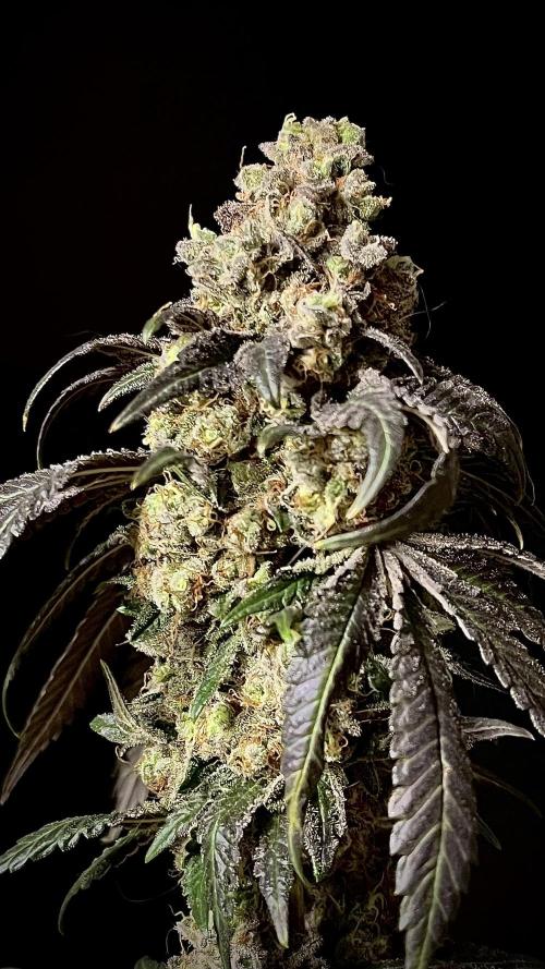 Runts & Polar Gelato. Week 16
