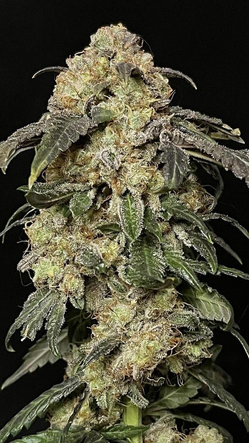 Runts & Polar Gelato. Week 16