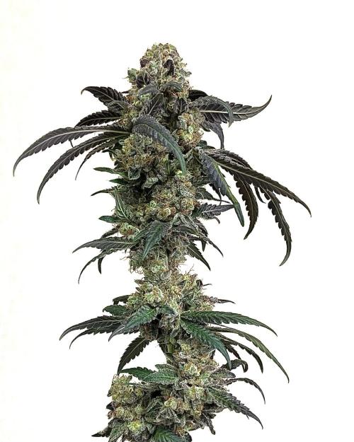 Runts & Polar Gelato. Week 16