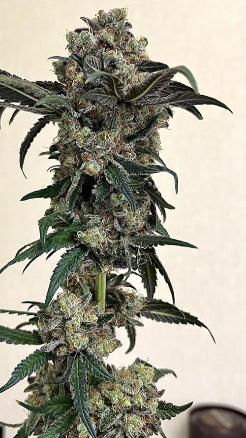 Runts & Polar Gelato. Week 16