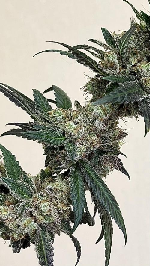 Runts & Polar Gelato. Week 16