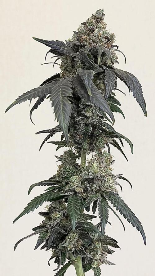 Runts & Polar Gelato. Week 16