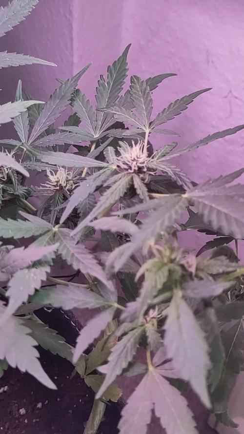 Zamnesia Wedding Cake Windowsill Grow