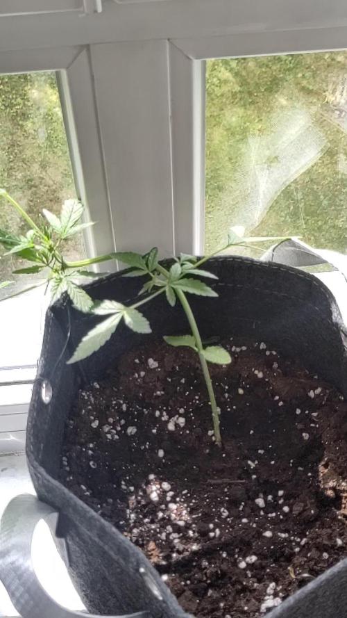 White Widdow Training Experiment