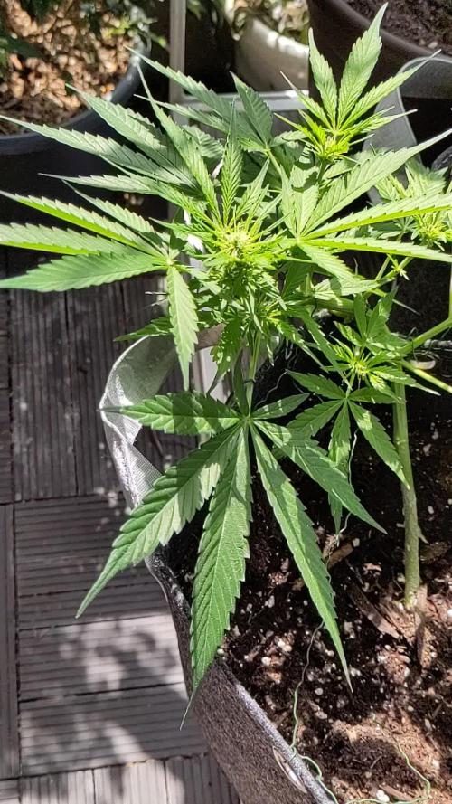First F1 Outdoor