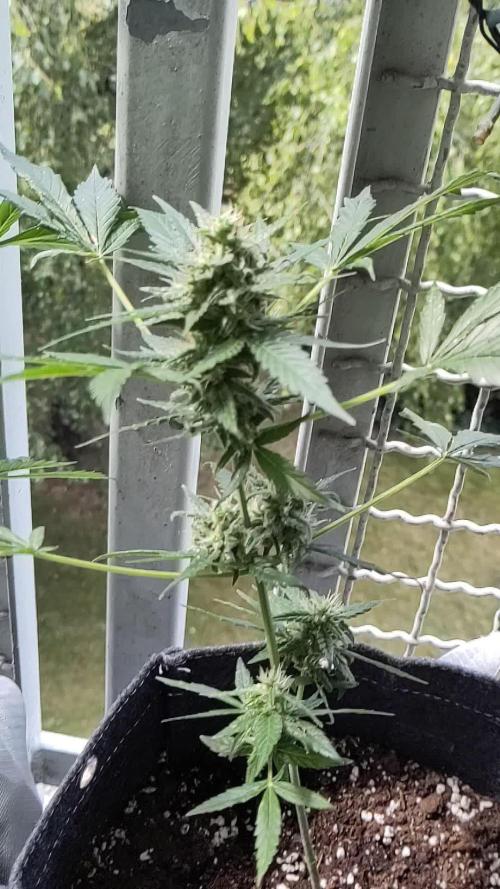 White Widdow Training Experiment