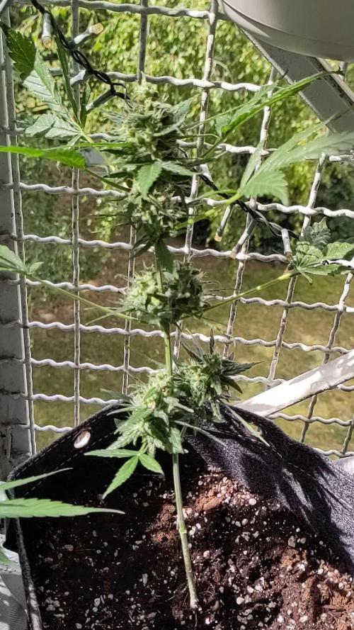 White Widdow Training Experiment