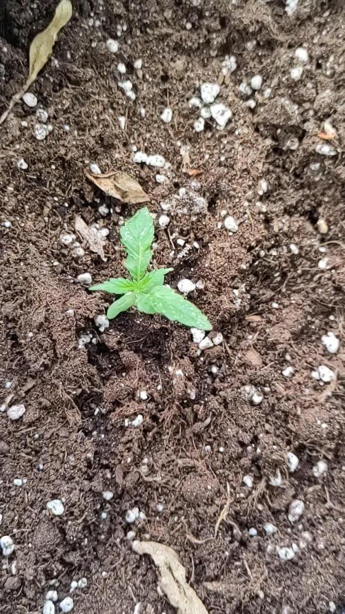 Outdoor Purple Haze Auto