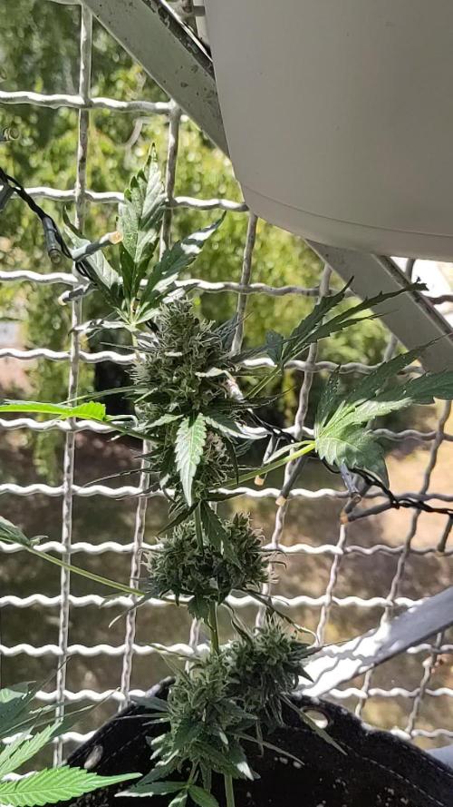 White Widdow Training Experiment