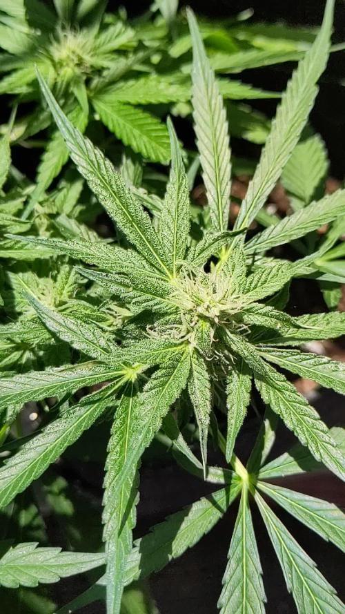 First F1 Outdoor