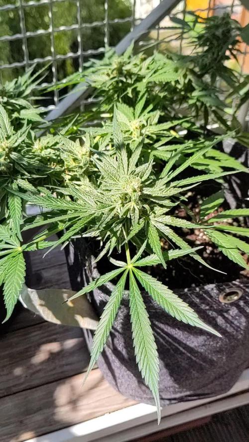 First F1 Outdoor