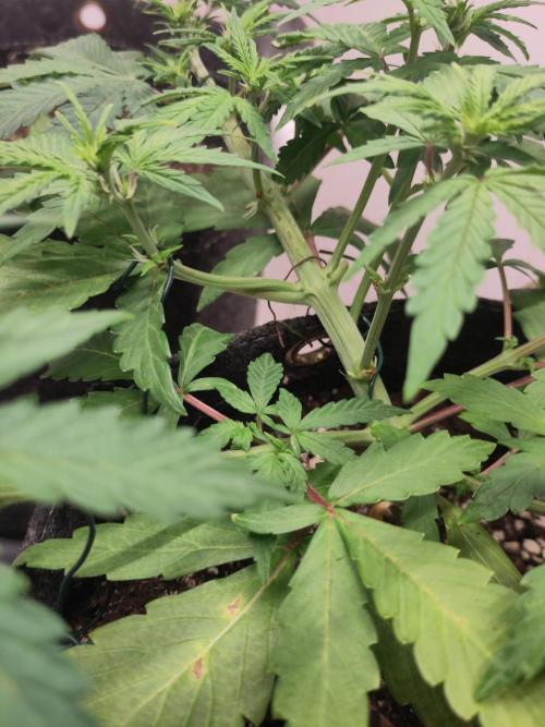 First Indoor Grow. Week 4