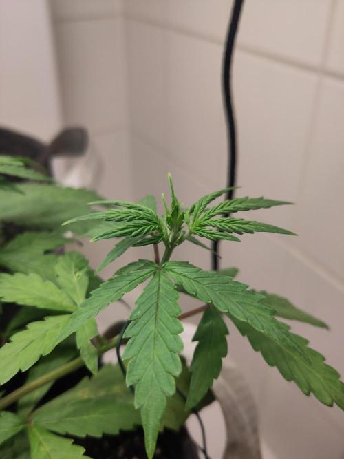 First Indoor Grow. Week 4