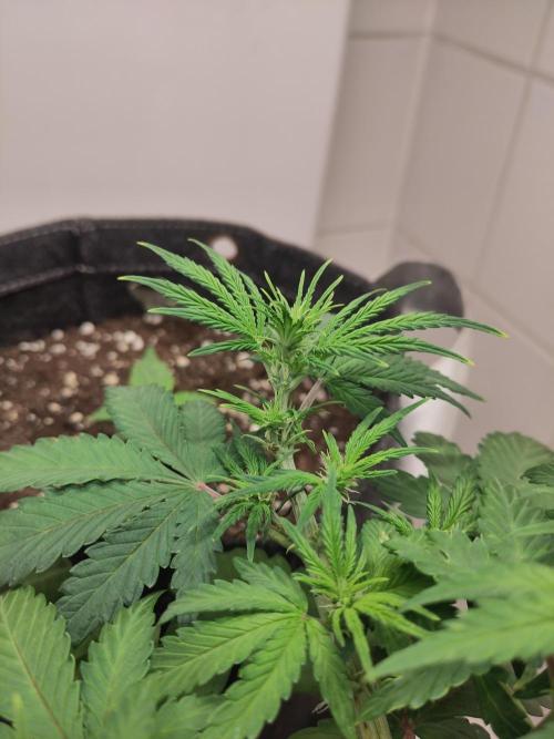 First Indoor Grow. Week 4