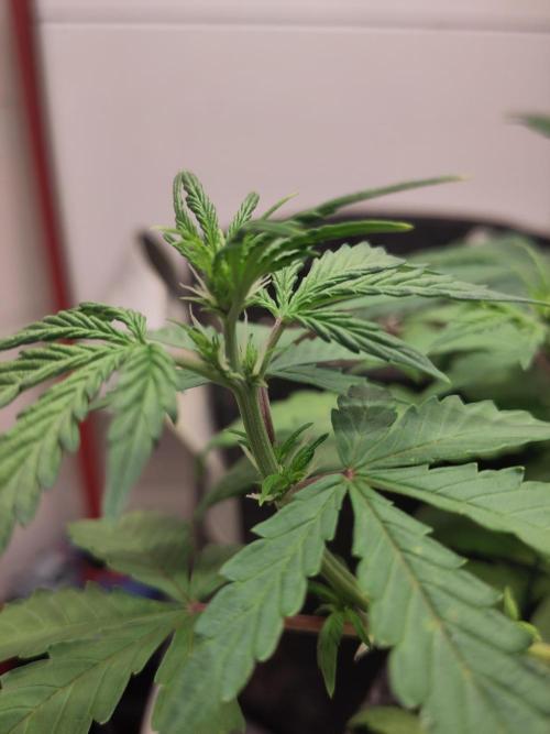 First Indoor Grow. Week 4