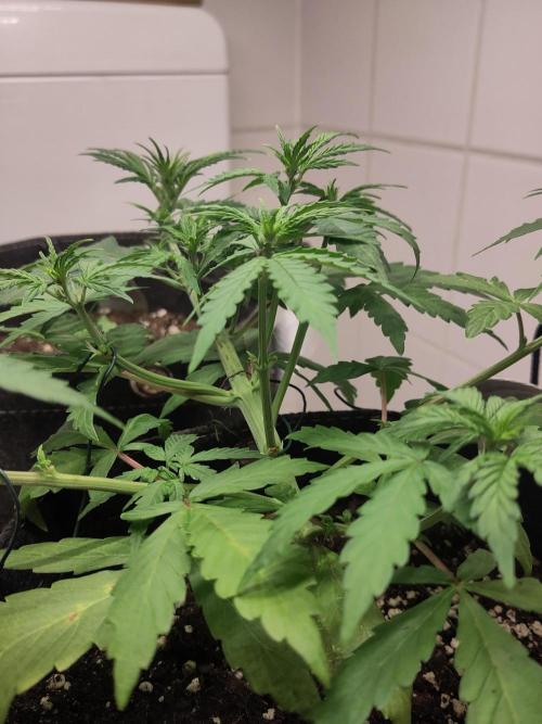 First Indoor Grow. Week 4