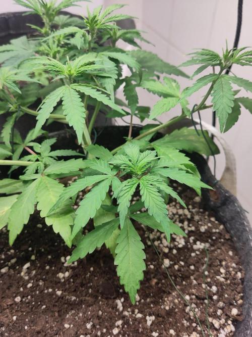 First Indoor Grow. Week 4