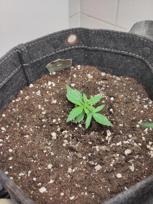 First Indoor Grow. Week 4