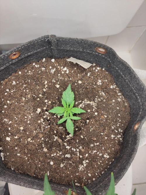 First Indoor Grow. Week 4