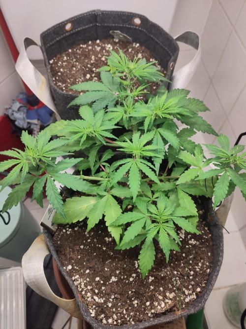 First Indoor Grow. Week 4