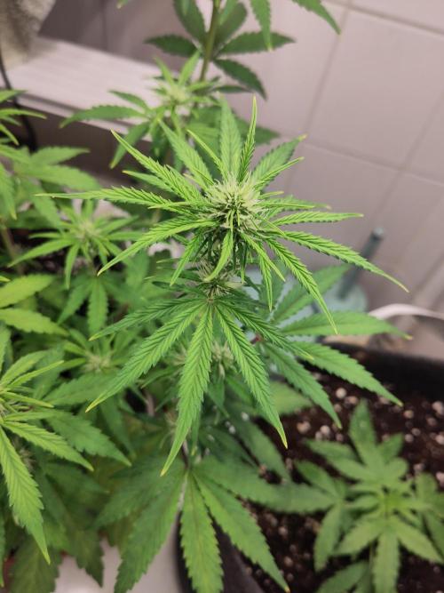 First Indoor Grow. Week 5
