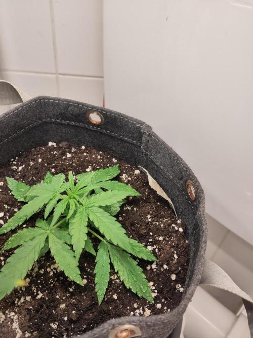 First Indoor Grow. Week 5