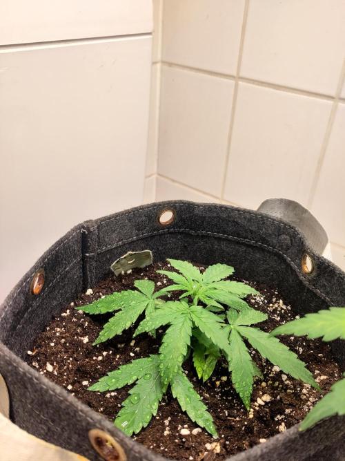 First Indoor Grow. Week 5