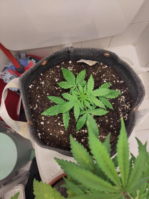 First Indoor Grow. Week 5