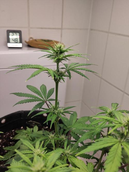 First Indoor Grow. Week 5