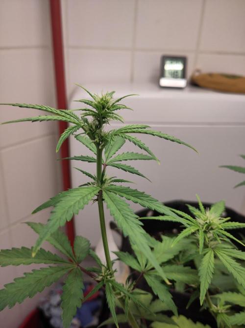 First Indoor Grow. Week 5