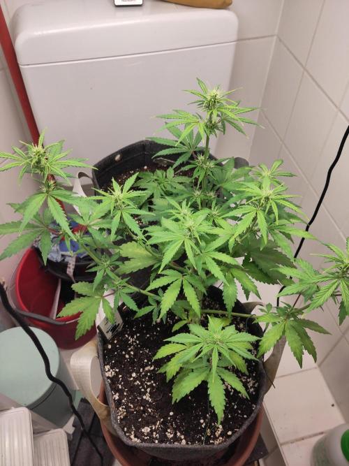 First Indoor Grow. Week 5