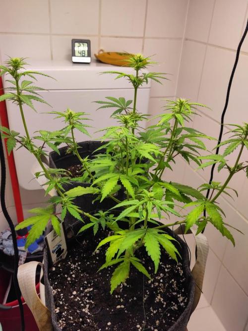 First Indoor Grow. Week 5