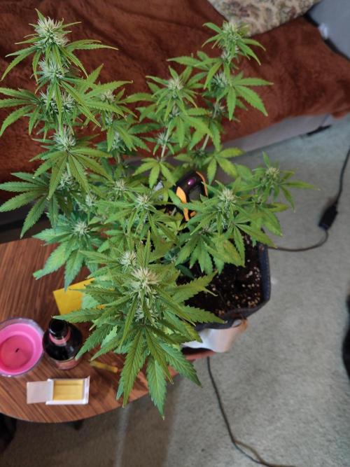 First Indoor Grow. Week 6