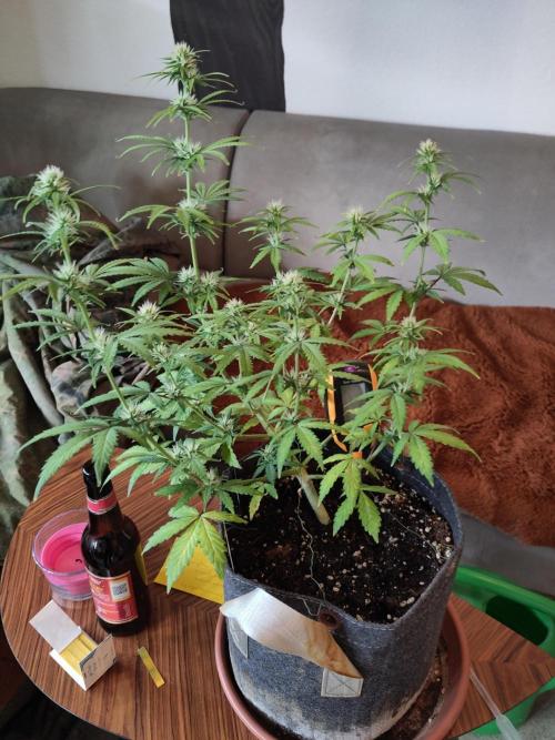 First Indoor Grow. Week 6