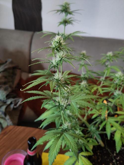 First Indoor Grow. Week 6