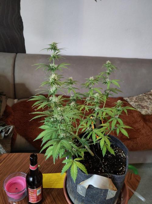 First Indoor Grow. Week 6