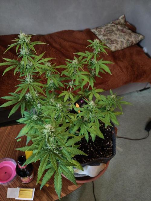 First Indoor Grow. Week 6