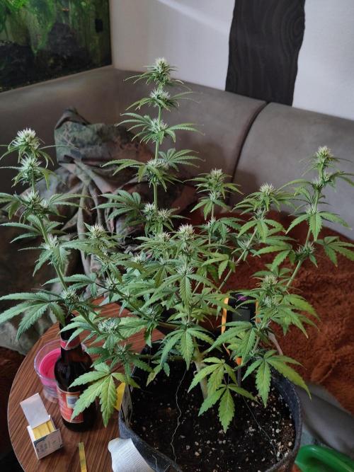 First Indoor Grow. Week 6