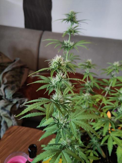 First Indoor Grow. Week 6