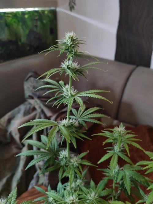 First Indoor Grow. Week 6