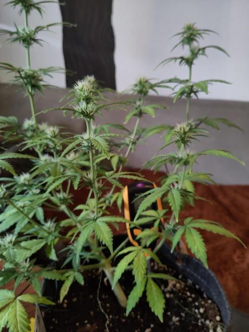 First Indoor Grow. Week 6