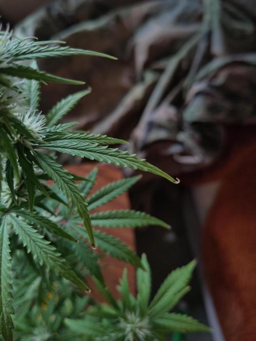 First Indoor Grow. Week 6