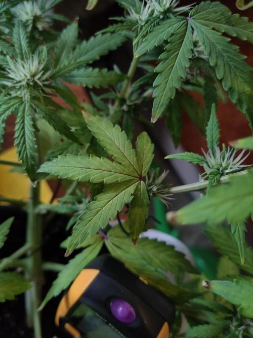 First Indoor Grow. Week 6