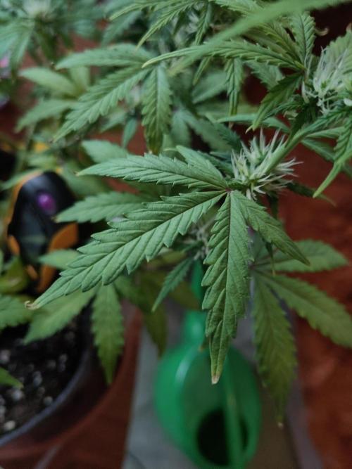 First Indoor Grow. Week 6