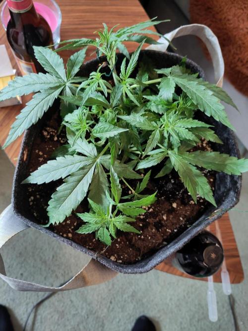 First Indoor Grow. Week 6