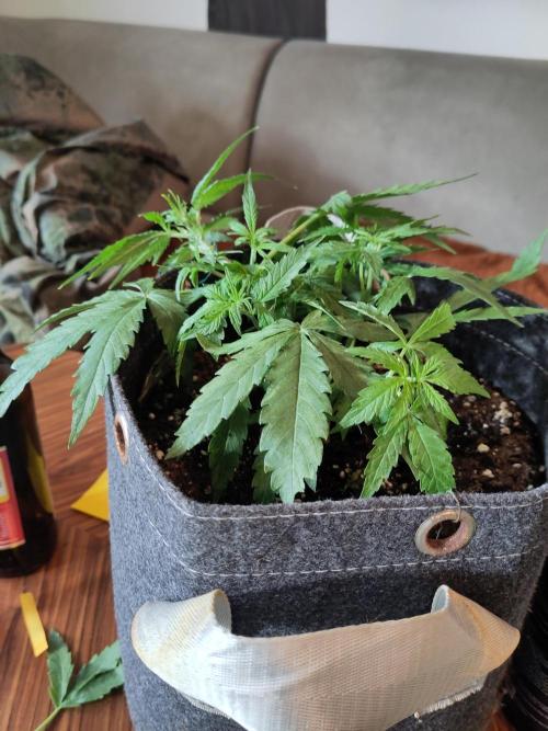 First Indoor Grow. Week 6