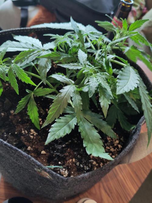 First Indoor Grow. Week 6