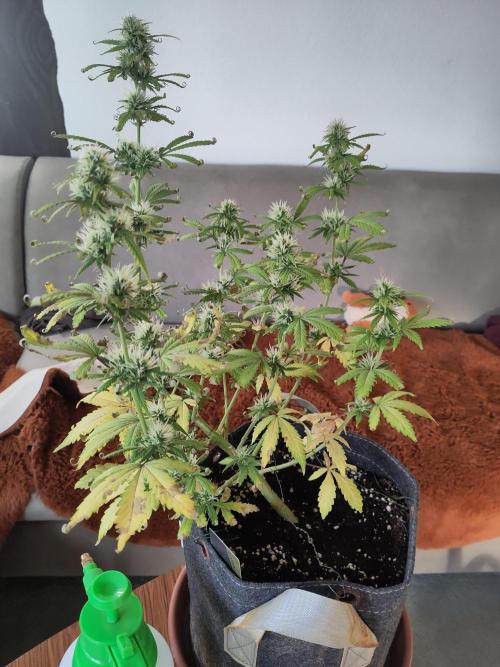 First Indoor Grow. Week 7