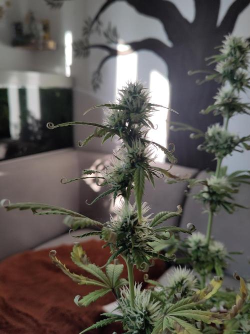 First Indoor Grow. Week 7